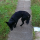 Illustration for article titled Any suggestions for fattening a dog up?